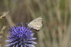 Polyommatus ripartii