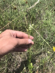 Eurytaenia texana