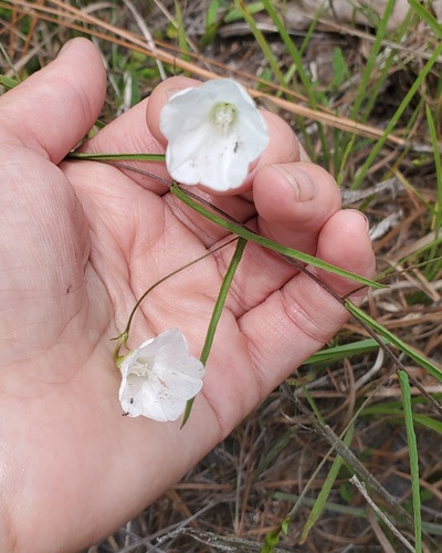 Stylisma patens image