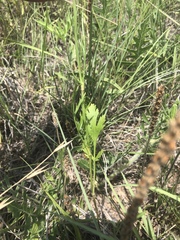 Eurytaenia texana