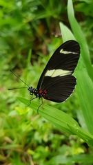 Heliconius sara fulgidus
