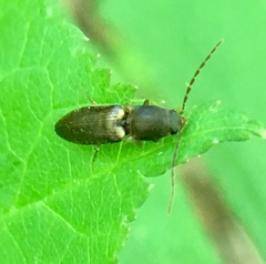 Dolerosomus silaceus