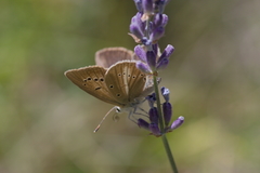 Polyommatus ripartii