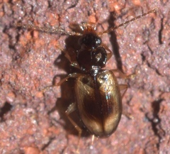 Tachys proximus