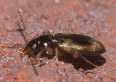 Tachys proximus
