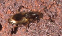 Tachys proximus