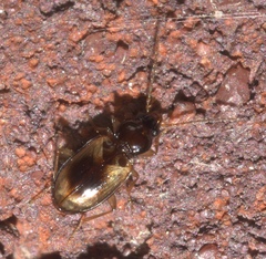 Tachys proximus