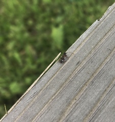 Psenocerus supernotatus