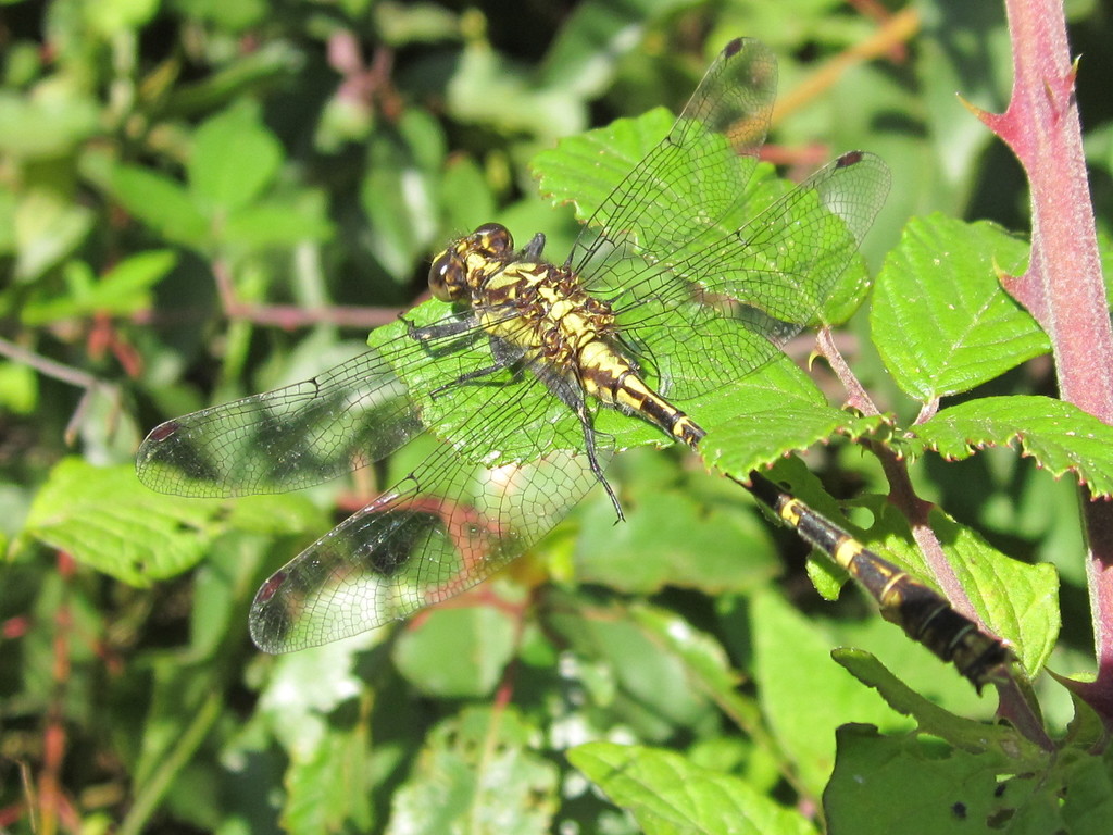 Neogomphus bidens