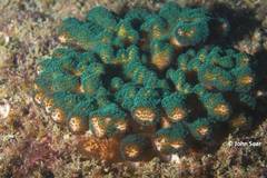 Pocillopora aliciae