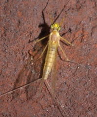 Stenacron interpunctatum