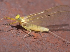Stenacron interpunctatum