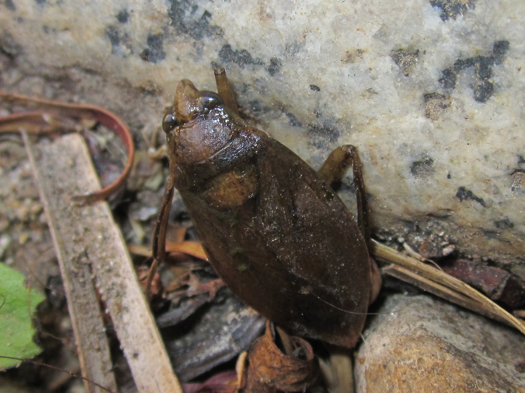 Belostoma bifoveolatum