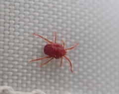 Abrolophus