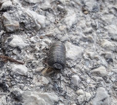 Armadillidium opacum