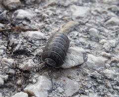 Armadillidium opacum