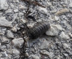 Armadillidium opacum