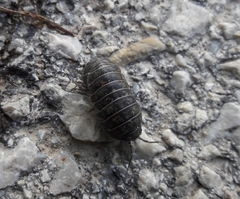 Armadillidium opacum