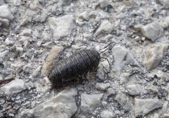 Armadillidium opacum