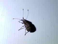 Meconemus infuscatus
