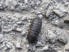 Armadillidium opacum
