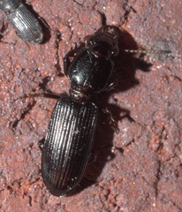Clivina