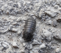 Armadillidium opacum