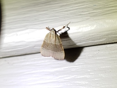 Basacallis tarachodes