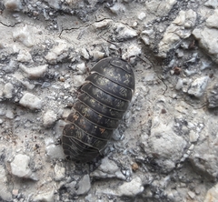 Armadillidium opacum