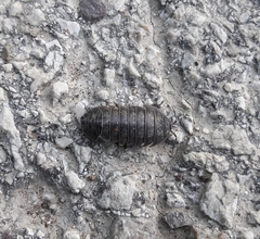 Armadillidium opacum