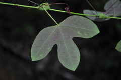 Passiflora kermesina
