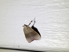 Basacallis tarachodes