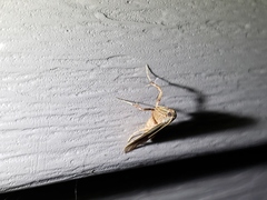 Basacallis tarachodes