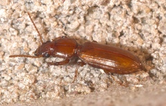 Clivina planicollis