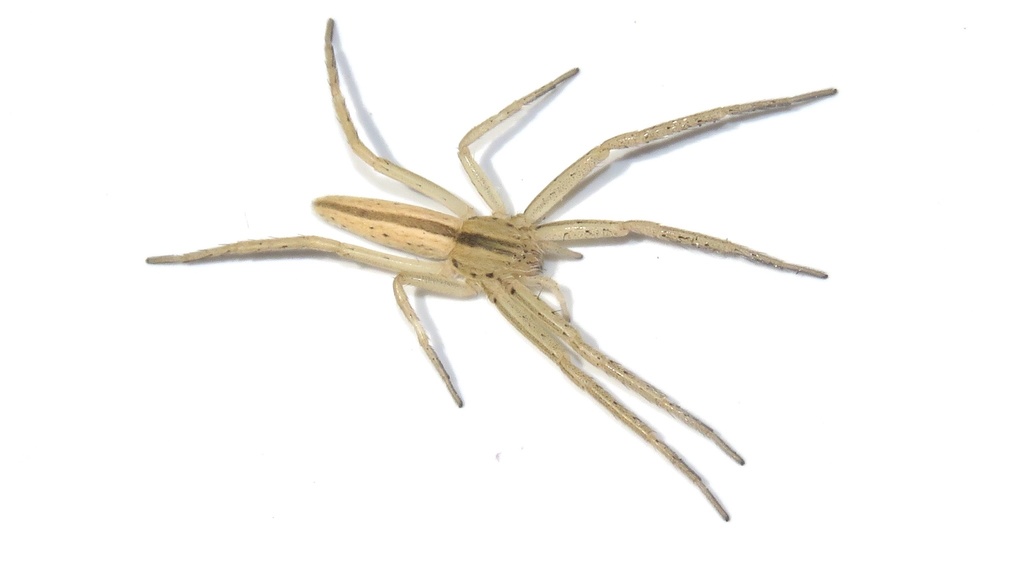 Grooved Running Crab Spider