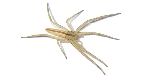 Maritime Running Crab Spider
