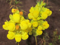 Calceolaria thyrsiflora