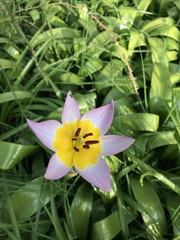 Tulipa saxatilis