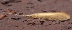 Nectopsyche pavida