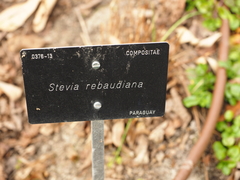 Stevia rebaudiana