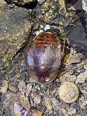 Aspiduchus cavernicola