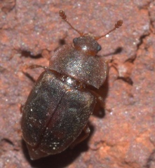 Epuraea rufa