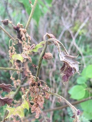 Dryocosmus quercuspalustris