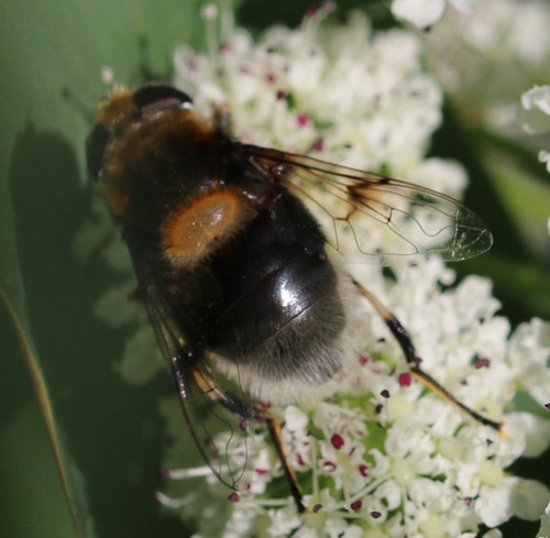 Furry Dronefly