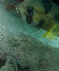 Diodon liturosus