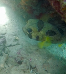 Diodon liturosus