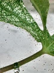 Tetranychus lintearius