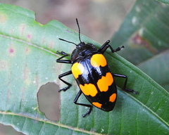 Scaphidomorphus bosci