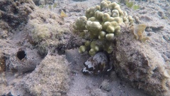 Arothron nigropunctatus