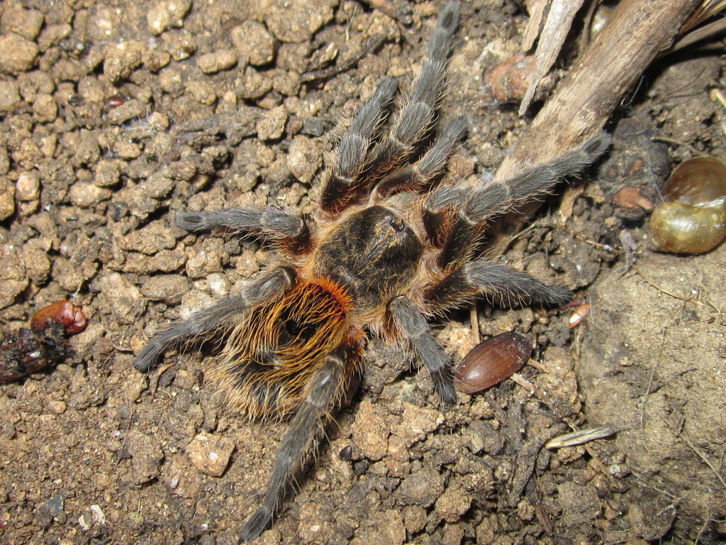 Euathlus parvulus